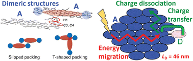 Graphical abstract: Energy migration, charge transfer, and charge dissociation in self-assembling nonfullerene acceptor aggregates with zincporphyrin-nonfullerene acceptor dyads