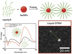 Graphical abstract: Distinct structural interactions of polyadenine and polythymine on gold nanoparticles: from single strands to duplexes