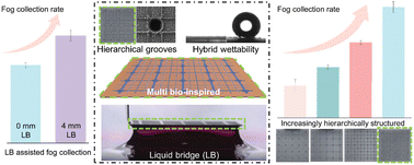 Graphical abstract: Special fog collection mode achieved on an integrative multi-bioinspired hierarchically grooved surface with liquid bridge assistance