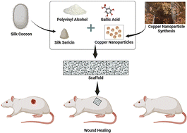 Graphical abstract: SSP–CG scaffolds: a synergistic approach to enhance wound healing and tissue repair