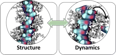 Graphical abstract: Monomer exchange dynamics in ureido–pyrimidinone supramolecular polymers via molecular simulations