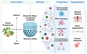 Graphical abstract: Bioactive glasses and polyphenols: towards synergistic biological effects for tissue regeneration