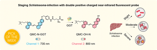Graphical abstract: Charge-regulated hepatic γ-glutamyltranspeptidase fluorescent probe: in vivo staging of Schistosoma infection