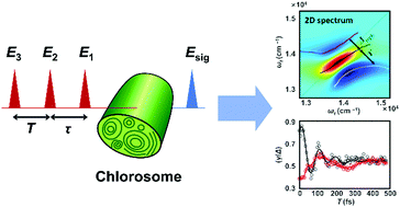 Graphical abstract: Exciton delocalization length in chlorosomes investigated by lineshape dynamics of two-dimensional electronic spectra