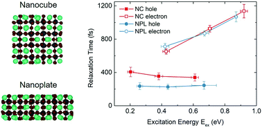 Graphical abstract: Hot carrier relaxation in CsPbBr3 nanocrystals: electron–hole asymmetry and shape effects