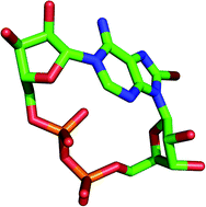 Graphical abstract: Synthesis of cyclic adenosine 5′-diphosphate ribose analogues: a C2′ endo/syn “southern” ribose conformation underlies activity at the sea urchin cADPR receptor