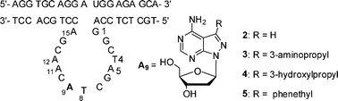 Graphical abstract: A novel strategy of chemical modification for rate enhancement of 10–23 DNAzyme: a combination of A9 position and 8-aza-7-deaza-2′-deoxyadenosine analogs