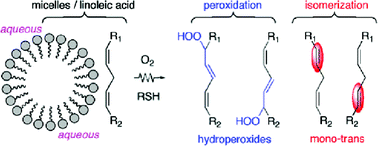 Graphical abstract: Linoleic acid peroxidation vs. isomerization: a biomimetic model of free radical reactivity in the presence of thiols