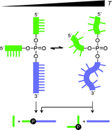 Graphical abstract: Impact of steric constraints on the product distribution of phosphate-branched oligonucleotide models of the large ribozymes