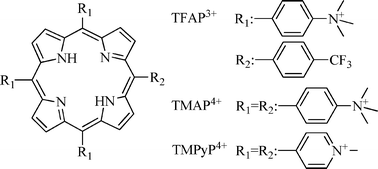 Graphical abstract: Mechanistic insight of the photodynamic effect induced by tri- and tetra-cationic porphyrins on Candida albicanscells