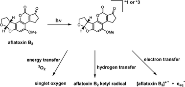 Graphical abstract: Photophysics and photochemistry of aflatoxins B1 and B2