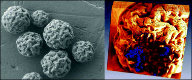 Graphical abstract: Development and evaluation of 90Y-labeled albumin microspheres loaded with magnetite nanoparticles for possible applications in cancer therapy