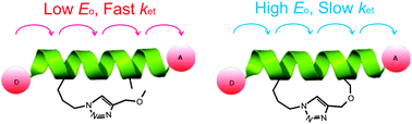 Graphical abstract: The effect of a macrocyclic constraint on electron transfer in helical peptides: A step towards tunable molecular wires