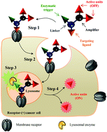 Graphical abstract: An enzyme-responsive system programmed for the double release of bioactive molecules through an intracellular chemical amplification process