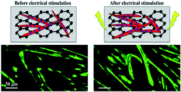 Graphical abstract: Electrically regulated differentiation of skeletal muscle cells on ultrathin graphene-based films