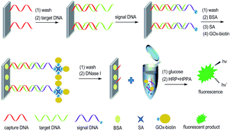 Graphical abstract: A sensitive fluorescence method for sequence-specific recognition of single-stranded DNA by using glucose oxidase