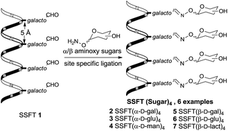 Graphical abstract: Multivalent presentation of carbohydrates by 314-helical peptide templates: synthesis, conformational analysis using CD spectroscopy and saccharide recognition