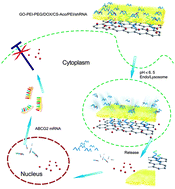 Graphical abstract: Enhanced chemotherapy efficacy by co-delivery of shABCG2 and doxorubicin with a pH-responsive charge-reversible layered graphene oxide nanocomplex
