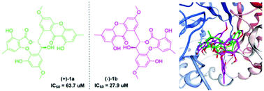 Graphical abstract: (+)- and (−)-Ascomlactone A: a pair of novel dimeric polyketides from a mangrove endophytic fungus Ascomycota sp. SK2YWS-L