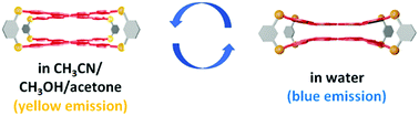 Graphical abstract: Conformational change due to intramolecular hydrophobic interaction leads to large blue-shifted emission from single molecular cage solutions