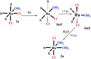 Graphical abstract: A cis,fac-[RuCl2(DMSO)3(H2O)] complex exhibits ultrafast photochemical aquation/rearrangement