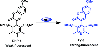 Graphical abstract: Dihydropyridine-coumarin-based fluorescent probe for imaging nitric oxide in living cells