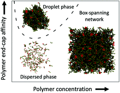 Graphical abstract: Phase behaviour and structure of a model biomolecular condensate