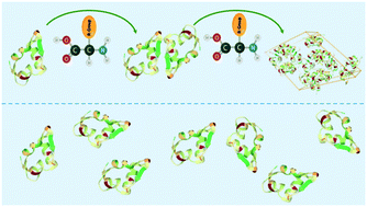 Graphical abstract: Enhancing the crystallisation of insulin using amino acids as soft-templates to control nucleation