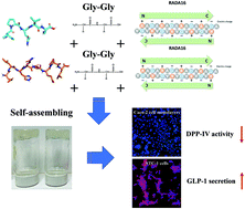 Graphical abstract: Enhancement of DPP-IV inhibitory activity and the capacity for enabling GLP-1 secretion through RADA16-assisted molecular designed rapeseed peptide nanogels