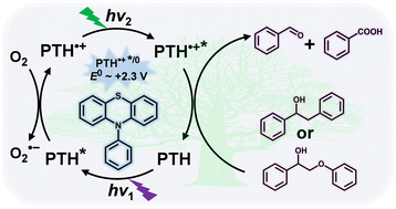 Graphical abstract: Lignin C–C bond cleavage induced by consecutive two-photon excitation of a metal-free photocatalyst