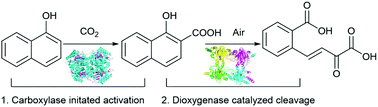 Graphical abstract: Biocatalytic CO2 fixation initiates selective oxidative cracking of 1-naphthol under ambient conditions