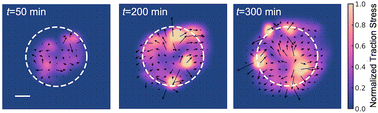 Graphical abstract: Interplay between substrate rigidity and tissue fluidity regulates cell monolayer spreading