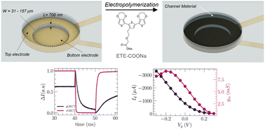 Graphical abstract: Vertical organic electrochemical transistor platforms for efficient electropolymerization of thiophene based oligomers