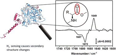 Graphical abstract: Secondary structure changes as the potential H2 sensing mechanism of group D [FeFe]-hydrogenases