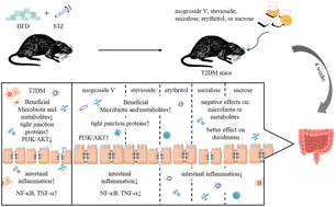 Graphical abstract: Comparative effects of different sugar substitutes: Mogroside V, stevioside, sucralose, and erythritol on intestinal health in a type 2 diabetes mellitus mouse