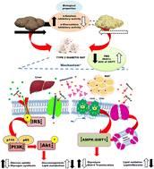 Graphical abstract: Anthocyanin-rich black wheat as a functional food for managing type 2 diabetes mellitus: a study on high fat diet-streptozotocin-induced diabetic rats