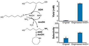 Graphical abstract: Engineered enzymatic cascade converts diols to amino alcohols