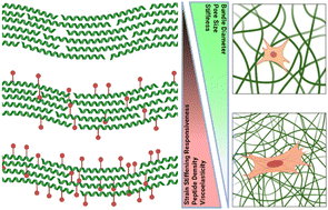 Graphical abstract: Controlling ligand density and viscoelasticity in synthetic biomimetic polyisocyanide hydrogels for studying cell behaviours: the key to truly biomimetic hydrogels