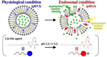 Graphical abstract: Weakly acidic pH-responsive liposomal content release induced by histidine-modified agents