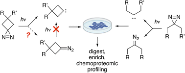 Graphical abstract: Mechanistic differences between linear vs. spirocyclic dialkyldiazirine probes for photoaffinity labeling