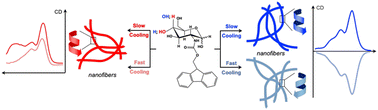 Graphical abstract: Cooling rate uncovers epimer-dependent supramolecular organization of carbohydrate amphiphiles