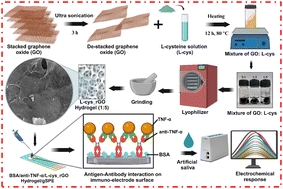 Graphical abstract: A bioinspired porous and electroactive reduced graphene oxide hydrogel based biosensing platform for efficient detection of tumor necrosis factor-α