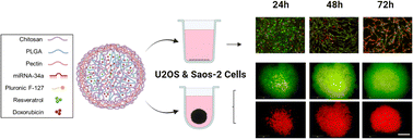 Graphical abstract: Multimodal layer-by-layer nanoparticles: a breakthrough in gene and drug delivery for osteosarcoma