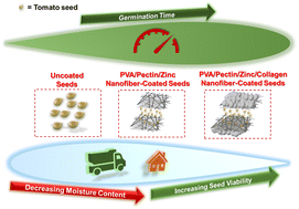 Graphical abstract: E-seed skin: a carbohydrate–protein hybrid nanostructure for delayed germination and accelerated growth