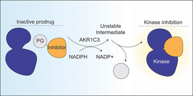 Graphical abstract: An AKR1C3-activated kinase inhibitor prodrug