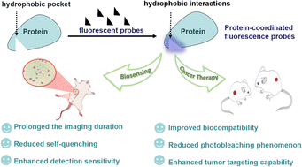 Graphical abstract: Small molecular fluorescent probes featuring protein-assisted functional amplification for improved biosensing and cancer therapeutics