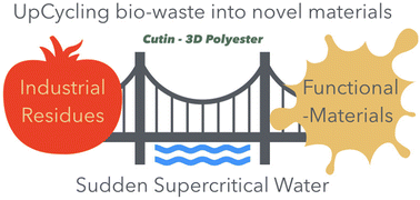 Graphical abstract: Unlocking branched cutin via sudden supercritical water hydrolysis of tomato peel
