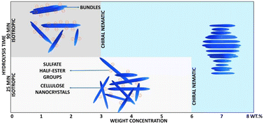 Graphical abstract: Tuning the phase separation of cellulose nanocrystals with hydrolysis times: influence of effective dimensions