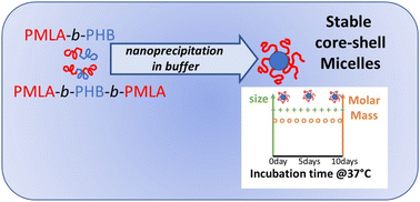 Graphical abstract: Stable self-assemblies of polyhydroxybutyrate-based diblock and triblock copolymers nanoprecipitated in water: influence of their hydrophilic weight fraction