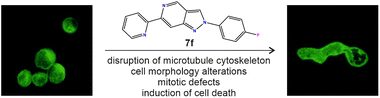 Graphical abstract: Synthesis and antimitotic activity of 2-phenyl-6-pyridinyl-2H-pyrazolo[4,3-c]pyridines